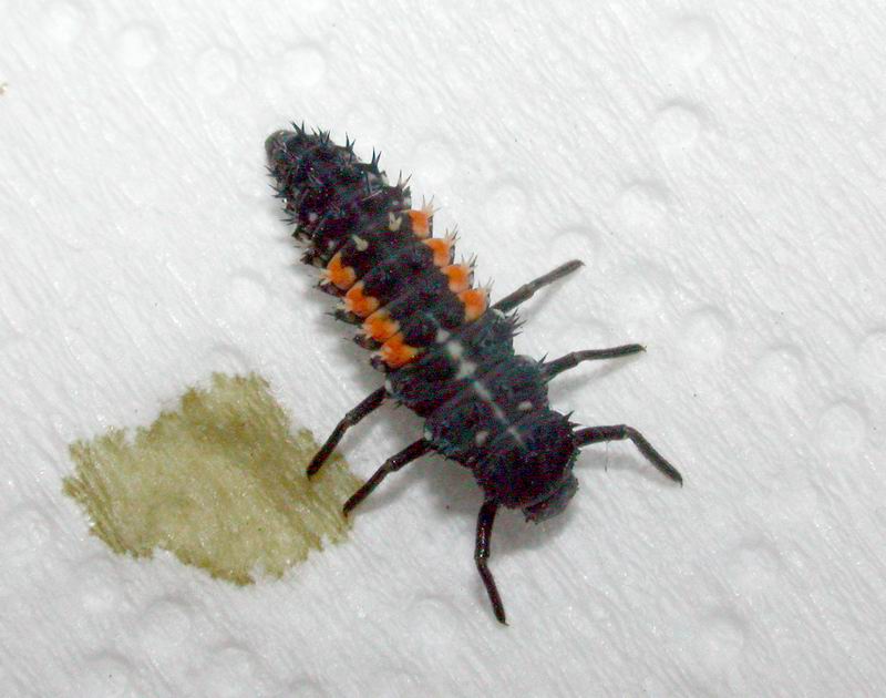 Larva di Coccinellidae: Harmonia axyridis